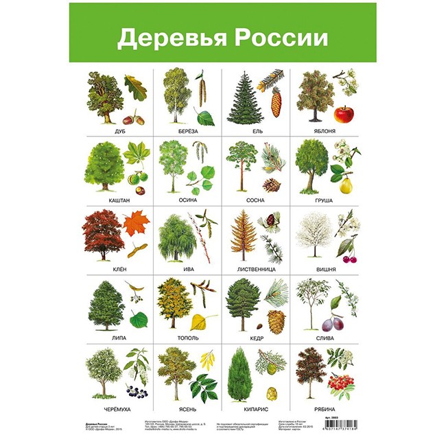 Плакат Деревья России 2883.
