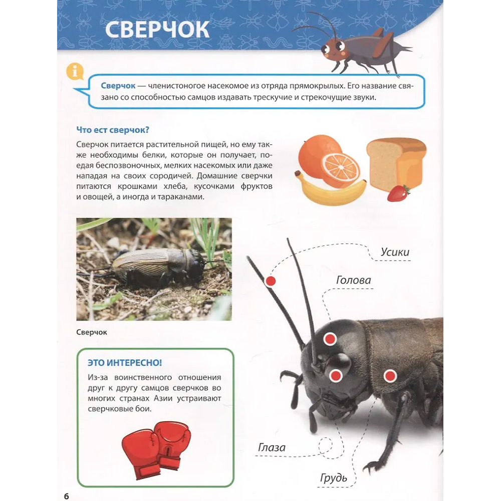 Книга 978-5-378-32124-7 Первая детская энциклопедия. Все о насекомых малышам Книга 978-5-378-32124-7 Первая детская энциклопедия. Все о насекомых малышам